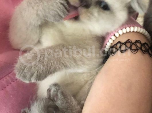 Safkan Top Kafa Scottish Fold Blue Point görsel