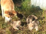 Akita Inu Yavrularım Sağlık Ve Irk Garantilidir