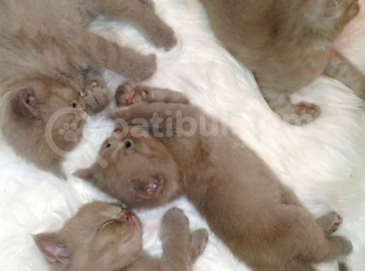 British Shorthair görsel