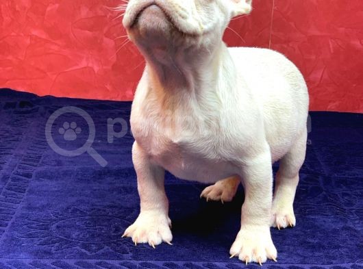 Muhteşem Güzelli̇kte French Bulldog Plati̇nyum Erkek Yavru görsel