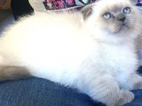 Safkan top kafa Scottish Fold Blue Point