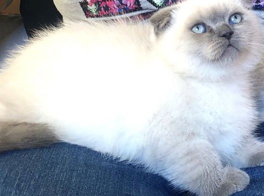 Safkan Top Kafa Scottish Fold Blue Point