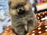 MALL OF IST VONALP PET GARANTISIYLE EFSANE KALITEDE POMERIAN BOO YAVRULARI