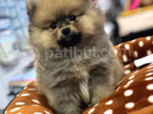 Mall Of Ist Vonalp Pet Garantisiyle Efsane Kalitede Pomerian Boo Yavrulari
