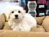 VONALP PET TORIUM SUBE AYRICALIGIYLA ORJINAL MALTESE TERRIER YAVRUAR