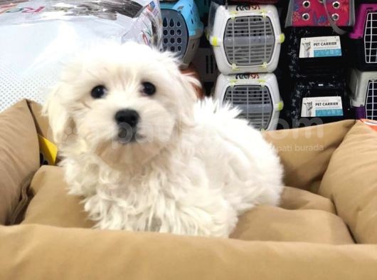 Vonalp Pet Torium Sube Ayricaligiyla Orjinal Maltese Terrier Yavruar