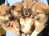 Akita Inu Yavrularım Sağlık Ve Irk Garantilidir