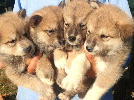 Akita Inu Yavrularım Sağlık Ve Irk Garantilidir görsel