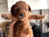 Ev ortamında doğan poodle bebişlerim
