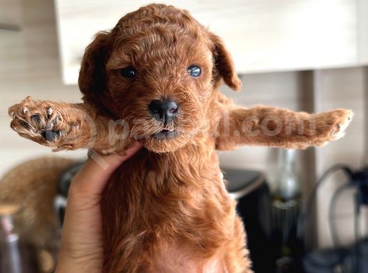 Ev Ortamında Doğan Poodle Bebişlerim