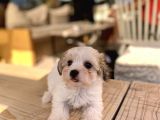 Teacup Morkie Oglumuz