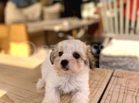 Teacup Morkie Oglumuz görsel