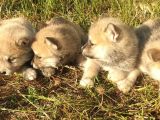 Akita Inu Yavrularım Sağlık Ve Irk Garantilidir