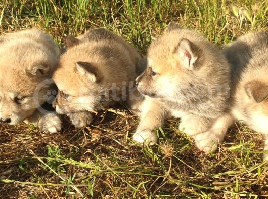 Akita Inu Yavrularım Sağlık Ve Irk Garantilidir görsel