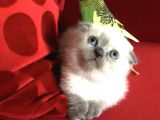 Safkan Top Kafa Scottish Fold Blue Point