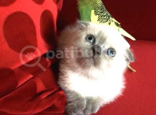 Safkan Top Kafa Scottish Fold Blue Point görsel