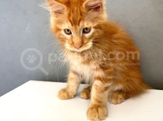 Mainecoon Red Erkek 2 Aylık görsel