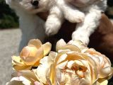 Maltese Terrier Yavruları