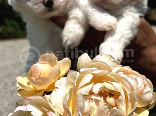 Maltese Terrier Yavruları görsel