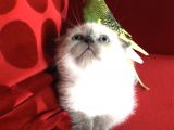 Safkan Top Kafa Scottish Fold Blue Point