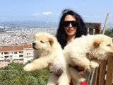 Chowchow Yavrularım Sağlık Ve Irk Garantilidir