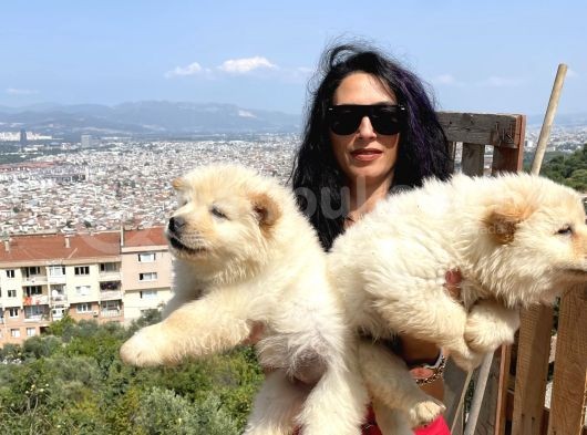 Chowchow Yavrularım Sağlık Ve Irk Garantilidir görsel