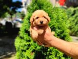 MALTİPO CİNSİ 