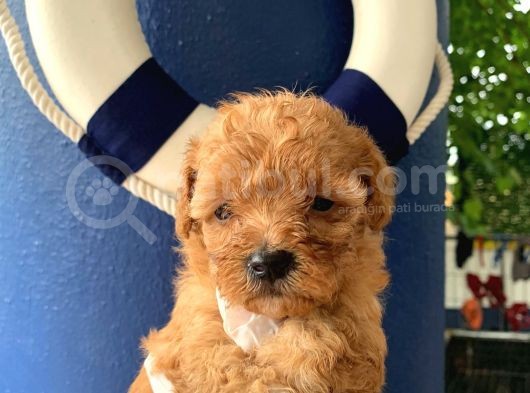 Teacup Orjinal Malti̇poo