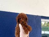 Safkan Redbrown Toy Poodle