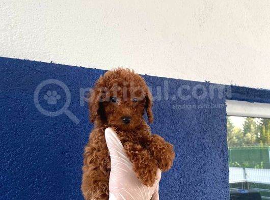 Safkan Redbrown Toy Poodle görsel