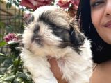Shih tzu sevimli yavrular