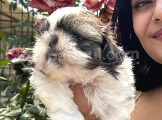 Shih Tzu Sevimli Yavrular