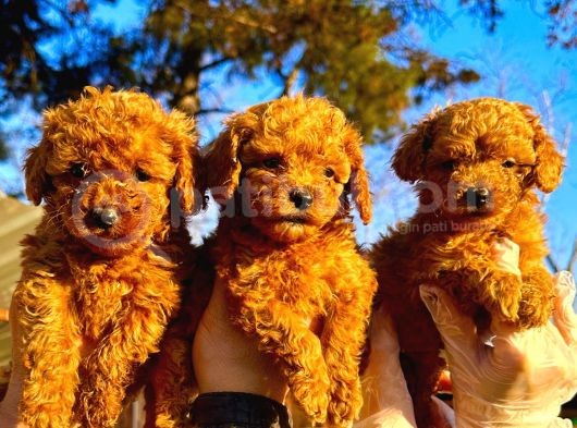Toypoodle Sevimli Yavrular