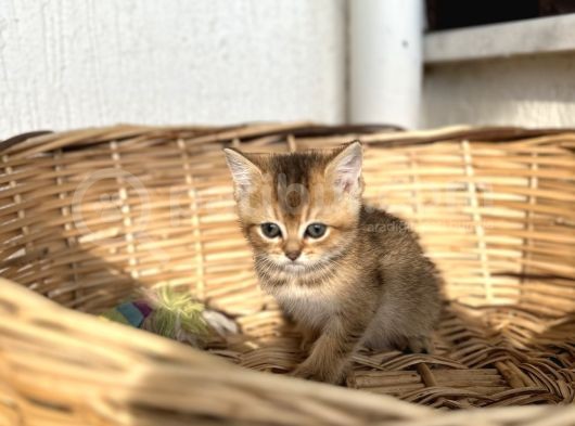 Bri̇ti̇sh Golden Bebekler görsel