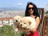 Chowchow Yavrularım Sağlık Ve Irk Garantilidir