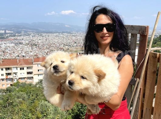 Chowchow Yavrularım Sağlık Ve Irk Garantilidir görsel