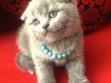 Safkan top kafa Scottish Fold Blue