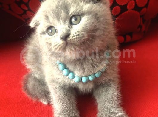 Safkan Top Kafa Scottish Fold Blue