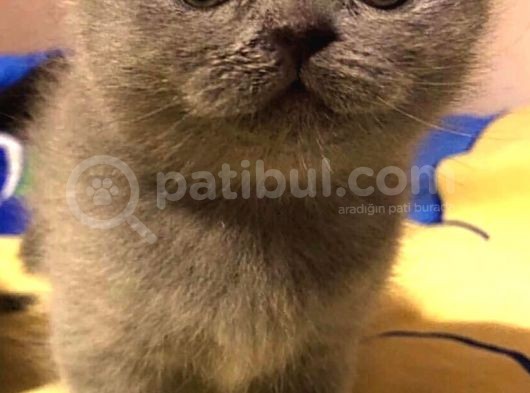 Safkan Top Kafa Scottish Fold Blue görsel