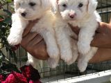 Maltese Terrier Yavruları