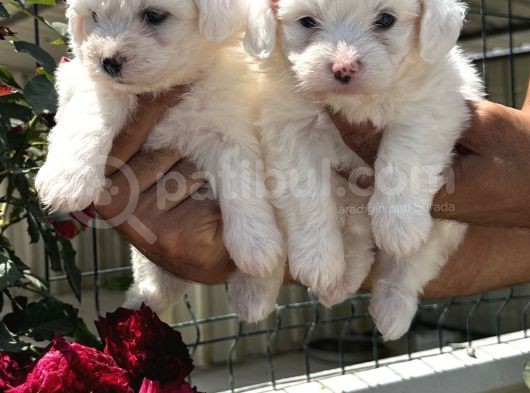 Maltese Terrier Yavruları görsel