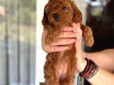 Ev Ortamında Doğan Poodle Bebişlerim