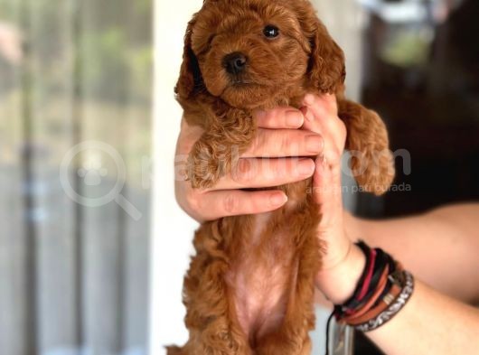 Ev Ortamında Doğan Poodle Bebişlerim görsel