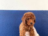 Safkan Redbrown Toy Poodle