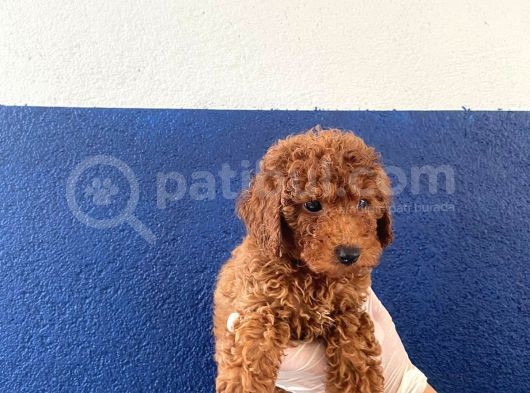 Safkan Redbrown Toy Poodle görsel