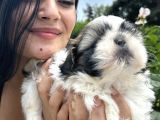Shih Tzu Sevimli Yavrular