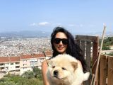 Chowchow Yavrularım Sağlık Ve Irk Garantilidir