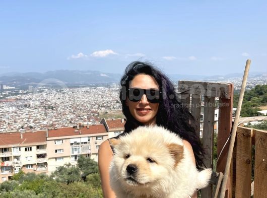 Chowchow Yavrularım Sağlık Ve Irk Garantilidir görsel