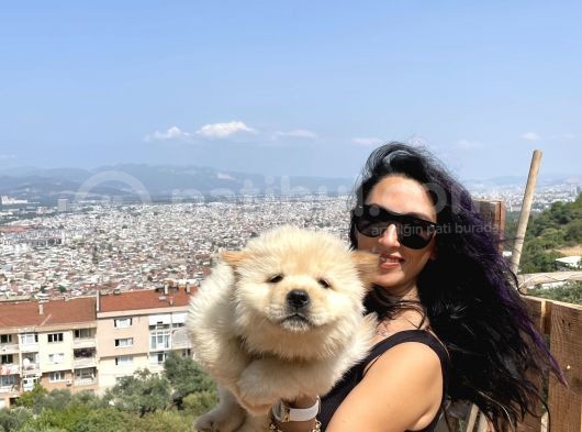 Chowchow Yavrularım Sağlık Ve Irk Garantilidir görsel