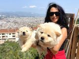 Chowchow Yavrularım Sağlık Ve Irk Garantilidir